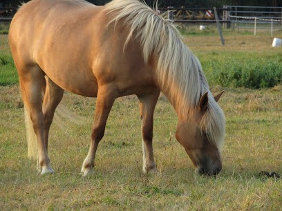 Les Poneys De Choisy, Centre Equestres à Choisy-au-Bac
