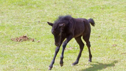 Equestrian Club De Dax Boulogne, Centre Equestres à Dax