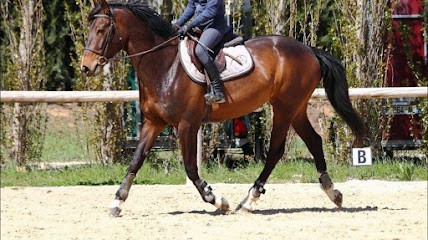 Haras De Pion Para, Centre Equestres à Trets