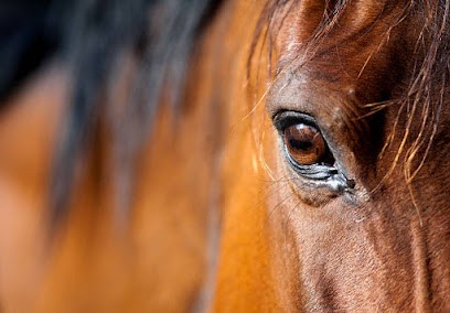 Ecurie Des Raids, Centre Equestres à Saint-Dié-des-Vosges