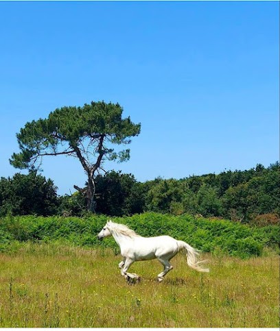 Equestrian Center De Port-Blanc, Centre Equestres à Penvénan