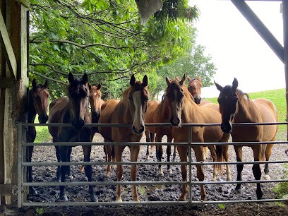 Elevage De L'Horizon, Centre Equestres à Vannes