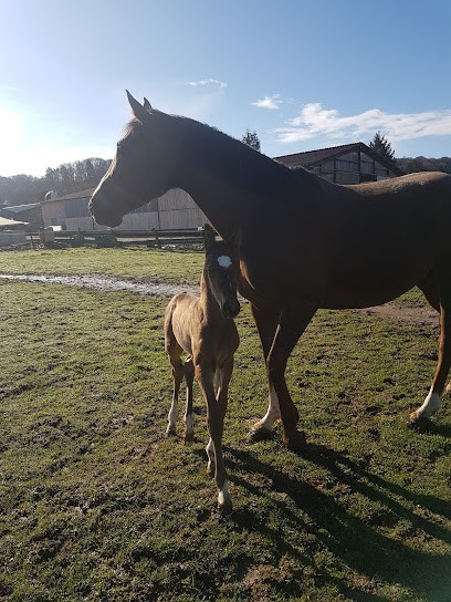 AVIAN Ecuries d’Aéla, Centre Equestres à Recologne-lès-Rioz
