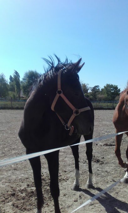 Les Ecuries de la Campagnole, Pension pour Chevaux à La Chapelle-Naude
