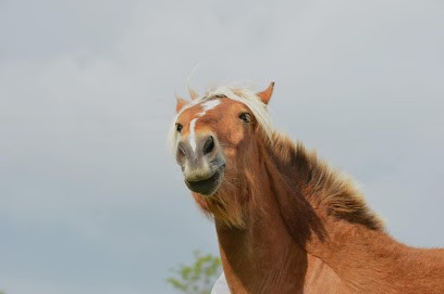 Les Ecuries De Goyaka, Centre Equestres à Feurs