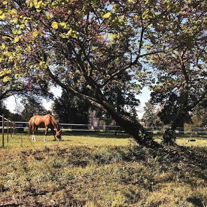 Haras de Saint-Ahon, Pension pour Chevaux à Blanquefort