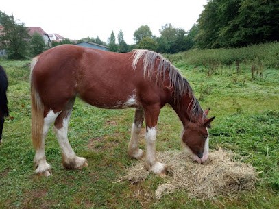 Les Cavaliers Du Belvitte, Centre Equestres à Sainte-Barbe