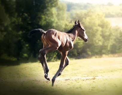 Elevage du Tavernier, Pension pour Chevaux à Baladou