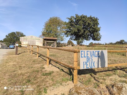 ELEVAGE DES PEUX, Pension pour Chevaux aux Herbiers