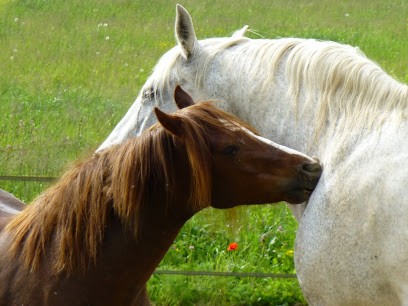 Ecuries De La Gravelière, Centre Equestres à Contamine-Sarzin