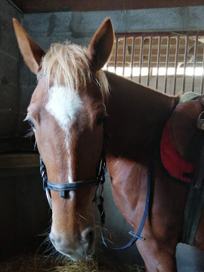 A C T E S ASS CAV T E DES SEUGNES, Centre Equestres à Montils