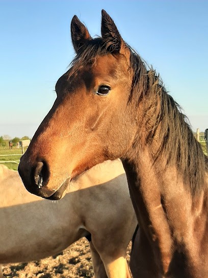 Haras De L'enfriotière, Pension pour Chevaux à Talmont-Saint-Hilaire