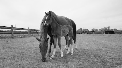Ecurie De Muria, Centre Equestres à Saint-Laurent-d'Aigouze