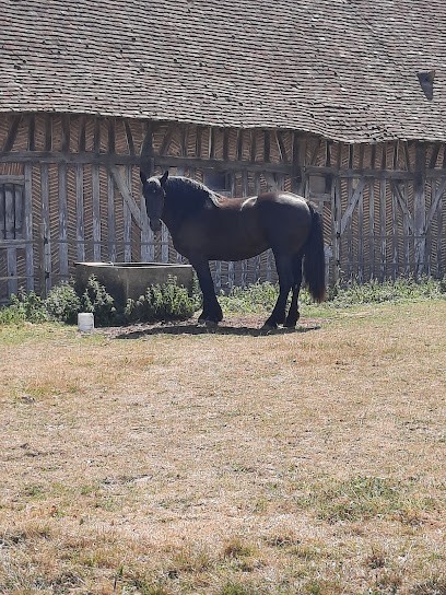 Agil Percherons - Josiane Foucault Mulowsky, Centre Equestres à Couëtron-au-Perche