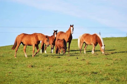 Écuries D'Impy, Centre Equestres à Haussonville