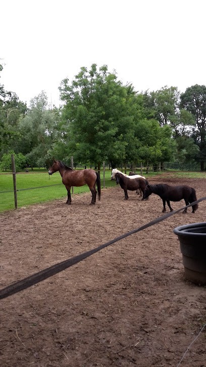 Les Ecuries d'Armagnac, Centre Equestres à Valence-sur-Baïse