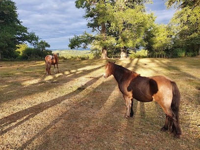 ALAIN KINET, Centre Equestres à Saint-Marc-à-Frongier