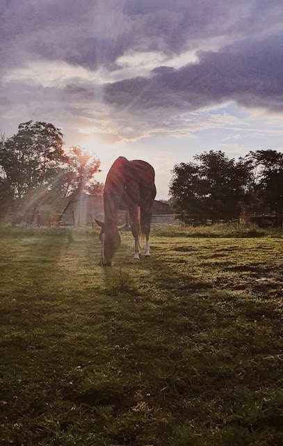 Ecurie Cyril Gavrilovic, Pension pour Chevaux à Saint-Aubin-de-Médoc