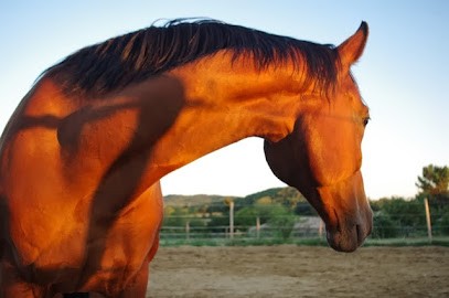 Les Ecuries De Berlion, Centre Equestres à Montoison