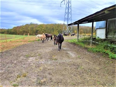 Ecurie MVLS, Centre Equestres à Lantéfontaine