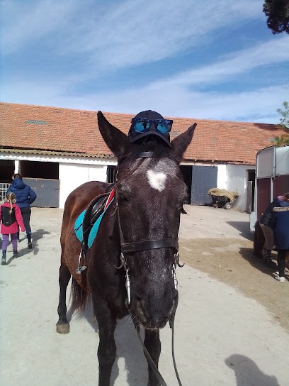 cabal'arté et clos de la licorne, Centre Equestres à Vic-la-Gardiole