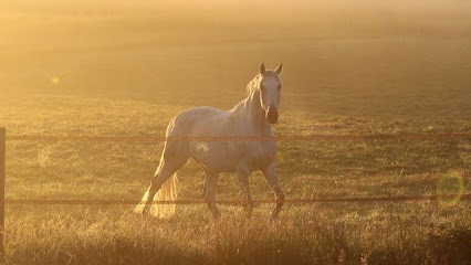 Pferdeweiden Frankreich - Ecurie Châtillon, Pension pour Chevaux à Châtillon-Guyotte