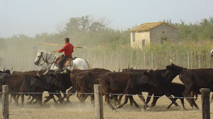 Manade Camargue : Manade De La Vidourlenque, Centre Equestres à Saint-Laurent-d'Aigouze