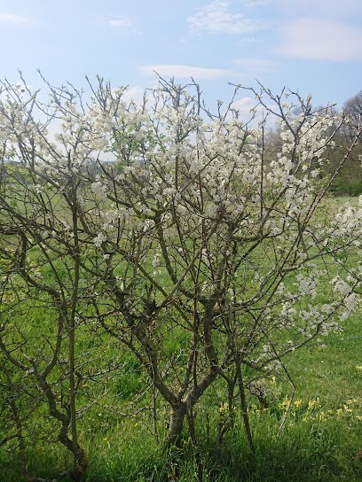 Recreation Center Equestres, Centre Equestres à Faulquemont