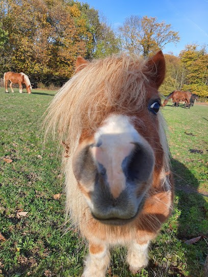 Les Chevaux Des Preaux, Centre Equestres à Ecquevilly