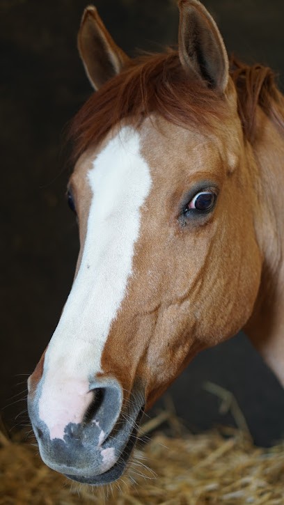 Stables Of Ace Taquins, Centre Equestres à Colombiers
