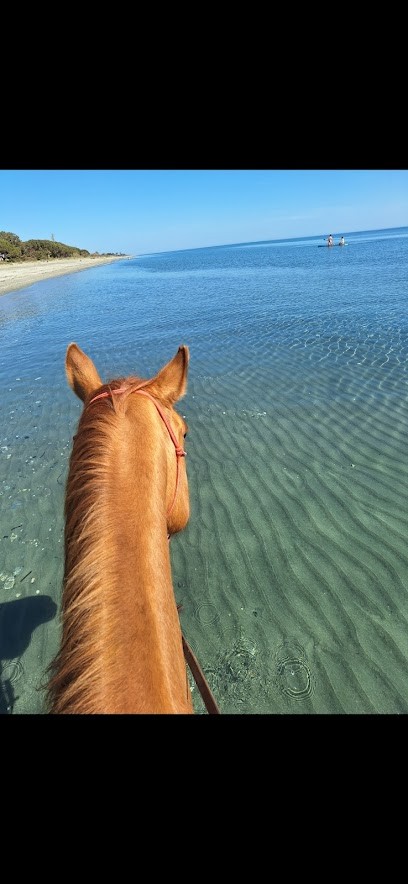 Ranch Tavagn'A Cavallu Balade Et Baignade à Cheval En Corse, Centre Equestres à Talasani