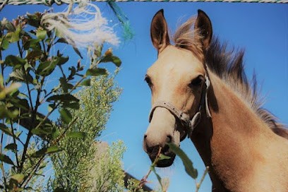 Pony Club Pierre Grise, Centre Equestres à Montivilliers