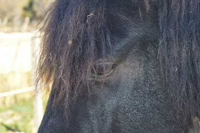 L'Equus Caballus, Centre Equestres à Leucate