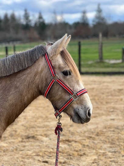 Stud De L'écuyer, Centre Equestres à Eygurande-et-Gardedeuil