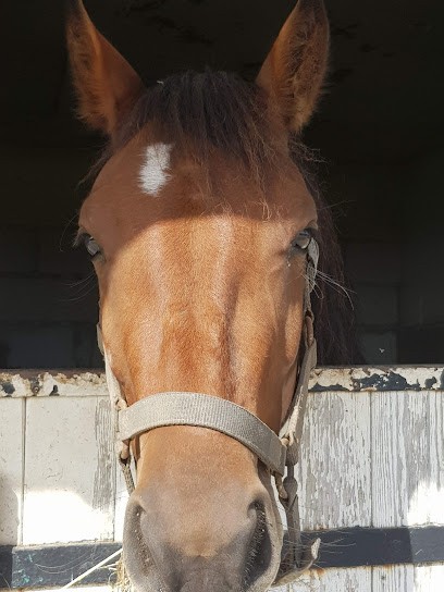 Stud Du Val D'or, Centre Equestres à Juvigné