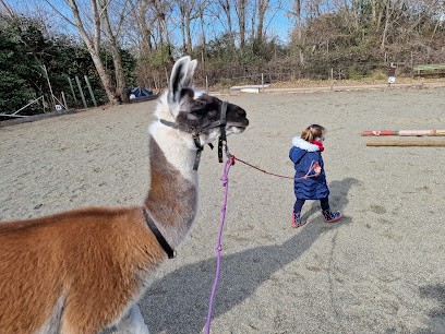 Elevage De Chance, Centre Equestres à Mudaison