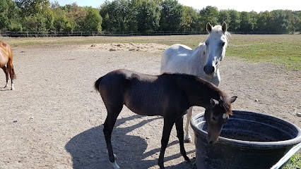 Stud Horses Drôme Ld Equi-Services, Centre Equestres à Crest
