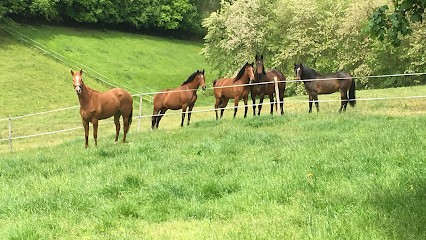 Les Ecuries D'Ethnick, Pension pour Chevaux à Portet