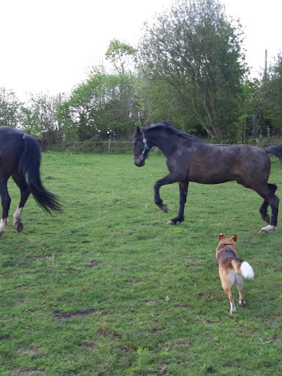 Callarec Aude, Pension pour Chevaux à Ploumilliau