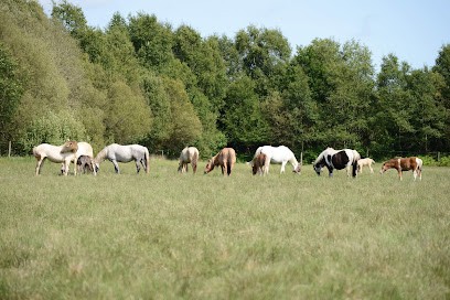 Elevage Pemp Heol -pension, enseignement, Pension pour Chevaux à Brech