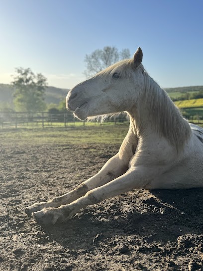 Les Écuries De L’Andelle, Pension pour Chevaux à Elbeuf-sur-Andelle
