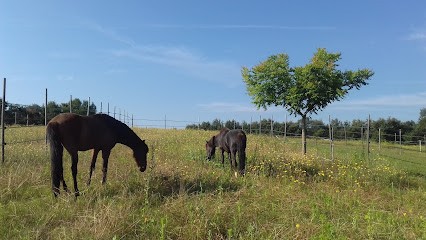 ecurie l'équi-libre, Pension pour Chevaux à Niozelles