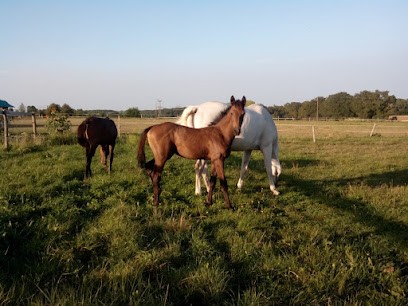 Horses Osnard, Centre Equestres à Saint-Martin-en-Bresse