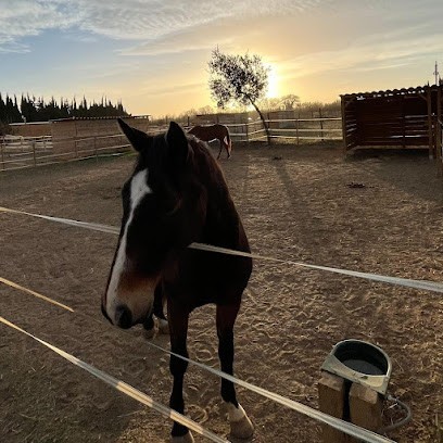 Écurie Delescluse, Centre Equestres à Claira