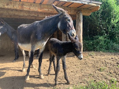 Escap'ânes: Escapade journée avec un âne, randonnée itinérante avec un âne dans les Pyrénées cathares, Ariège, Occitanie, Centre Equestres à Roquefixade