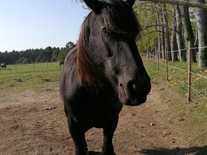 Domaine D'Aure, Pension pour Chevaux à Saint-Rémy