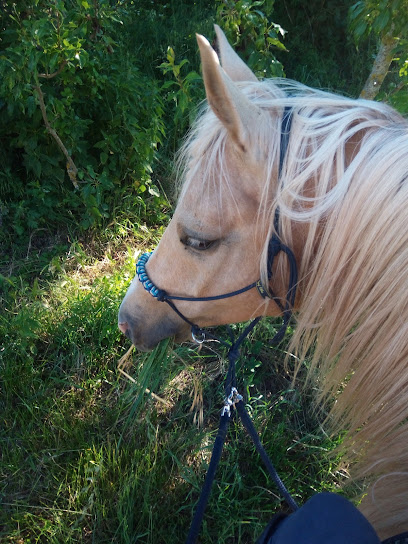 Ma P'tite Écurie Pension Pour Chevaux à Mounes-Prohencoux