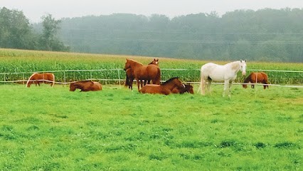 Farm Equestre Barthlihutte, Centre Equestres à Largitzen