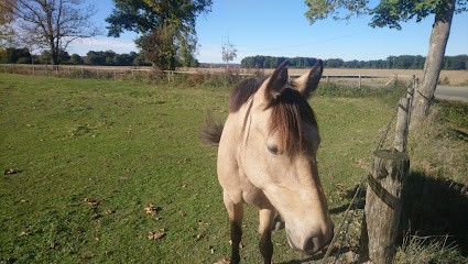 ECURIE de BALOC, Centre Equestres à Vic-en-Bigorre