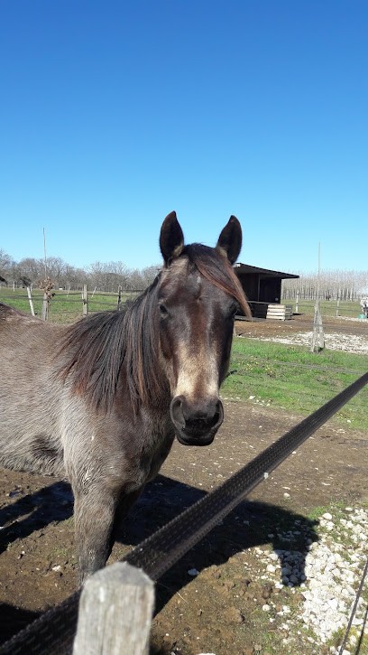 Zollinger Nolwenn, Centre Equestres à Parleboscq